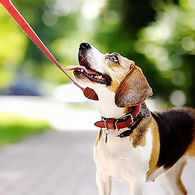 Durable Long Nylon Dog Training Leash for Walking and Outdoor Use