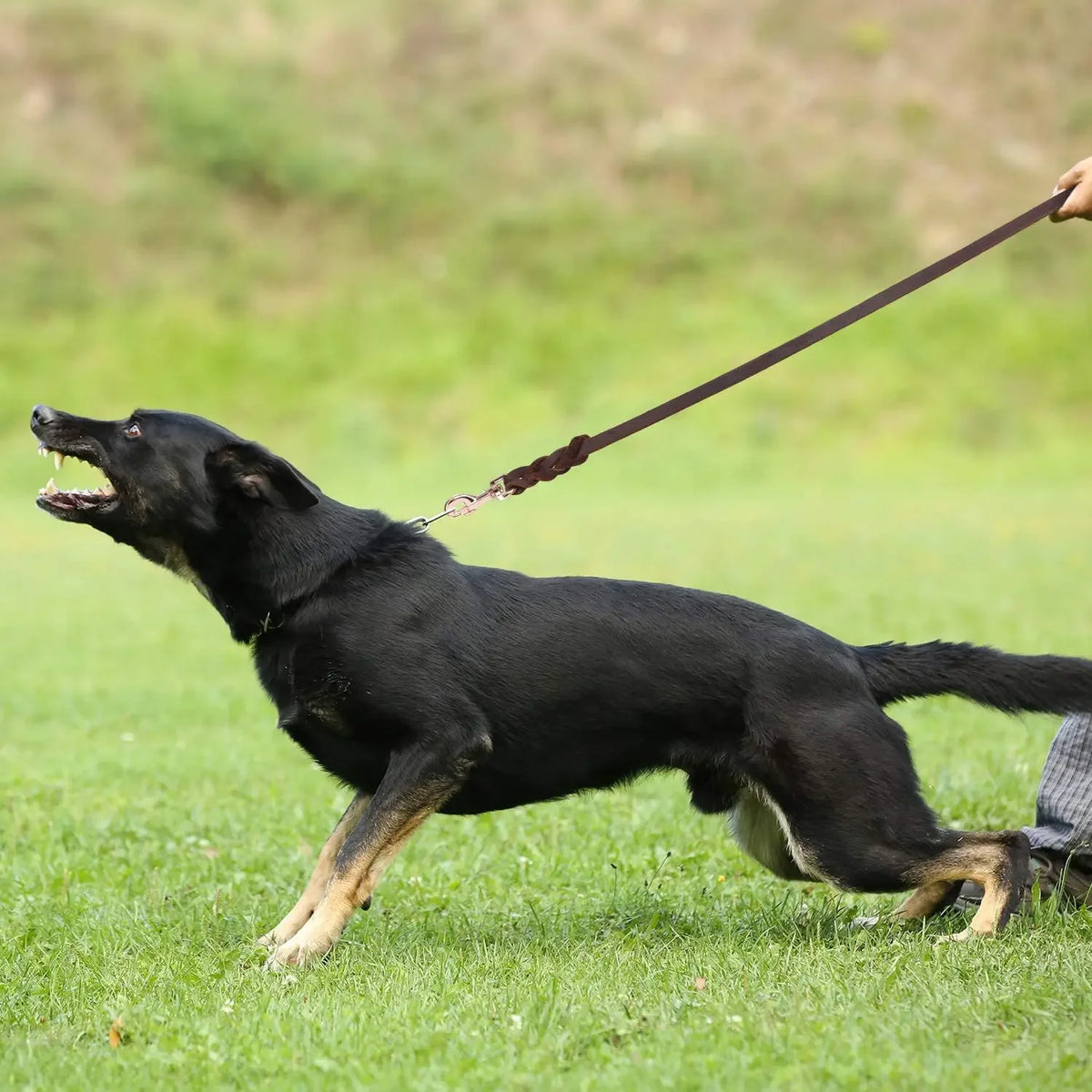 genuine leather braided dog leash for medium and large dog breeds