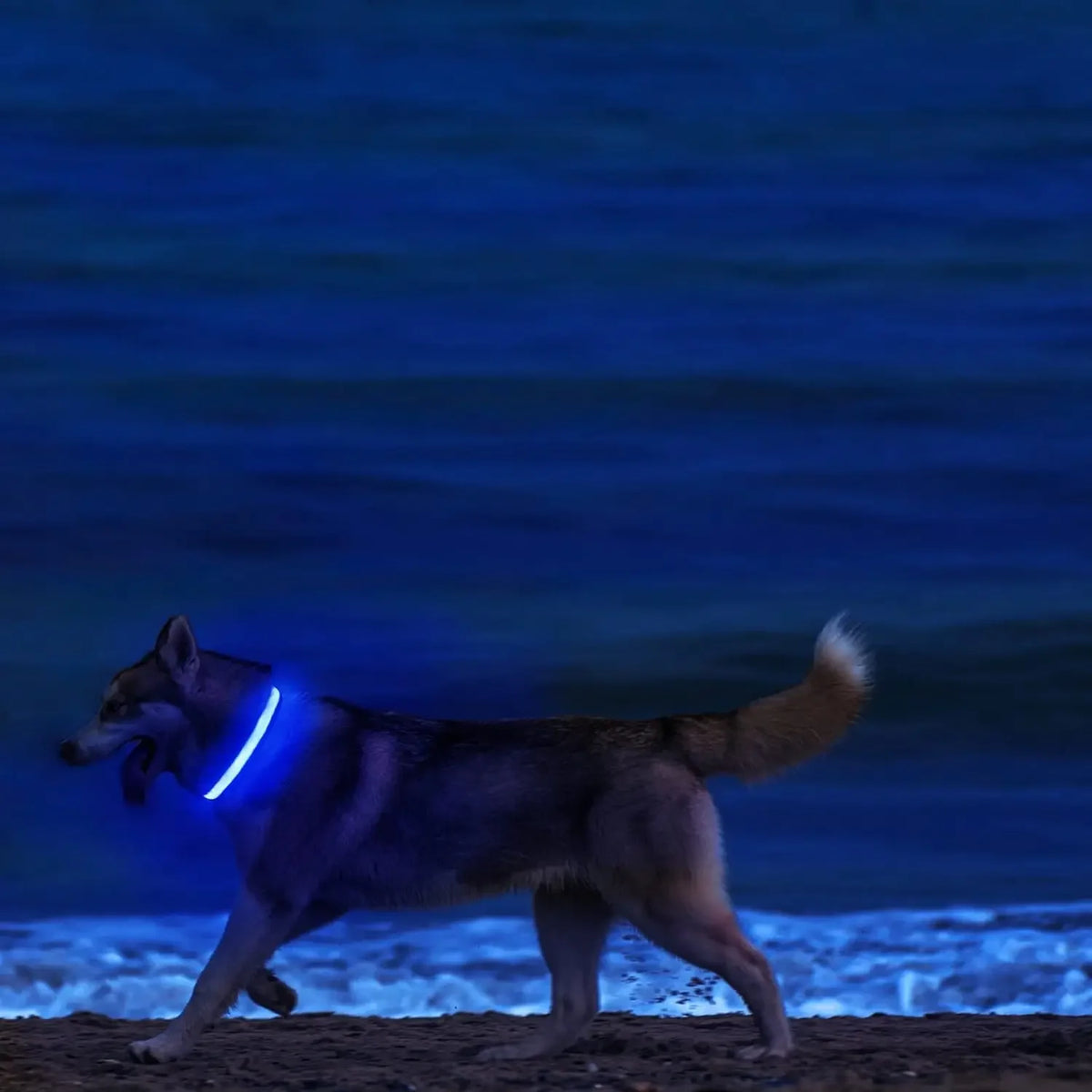 led glow dog collar - battery-powered night walking safety collar