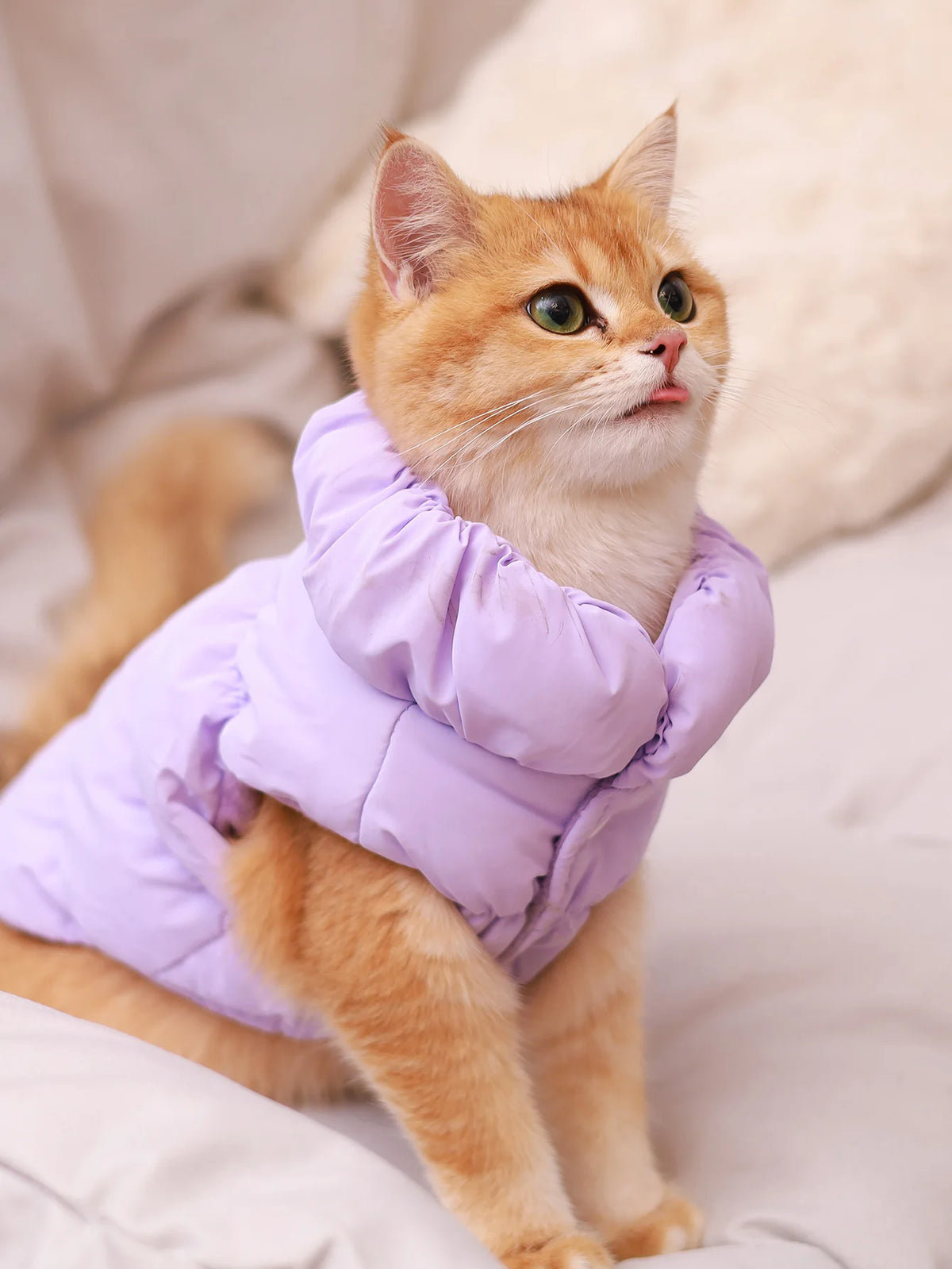 thick warm 3-layer puppy jacket for autumn winter poodle teddy yorkie
