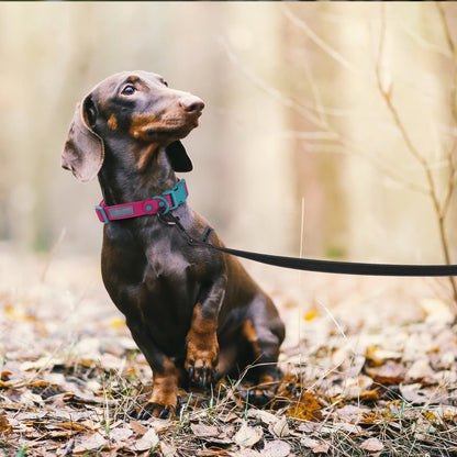 Extra-Long Fiber Dog Training Leash for Small and Large Dog Breeds