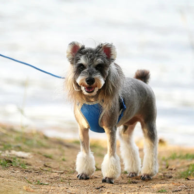 Reflective Adjustable Pet Harness & Leash Set for Small/Medium Dogs