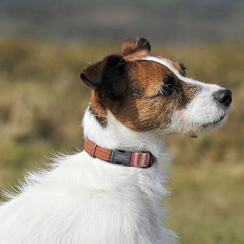 Custom Engraved Nylon Dog Collar for Small, Medium, and Large Dogs