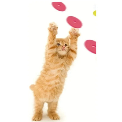 Turnip Frisbee Launcher – Interactive Cat & Dog Chasing Toy Set