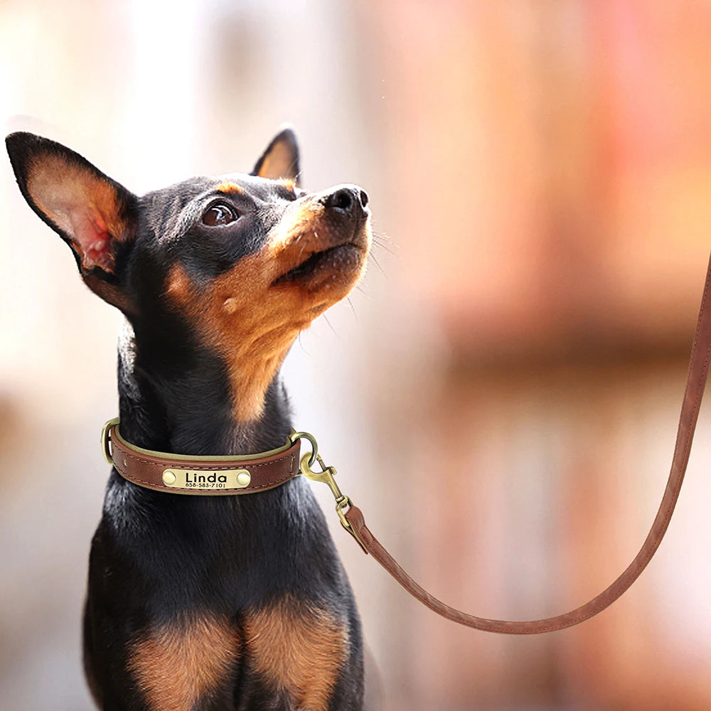 padded leather dog collar and leash set with custom nameplate tag