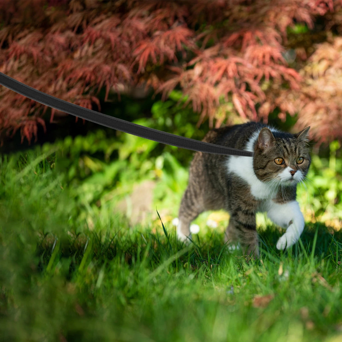 extra-long fiber dog training leash for small and large dog breeds