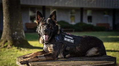 Tactical Dog Harness Set with MOLLE Pouches – Training Vest