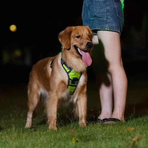 Rechargeable LED Dog Harness, Adjustable Light Up Glow Vest for Dogs