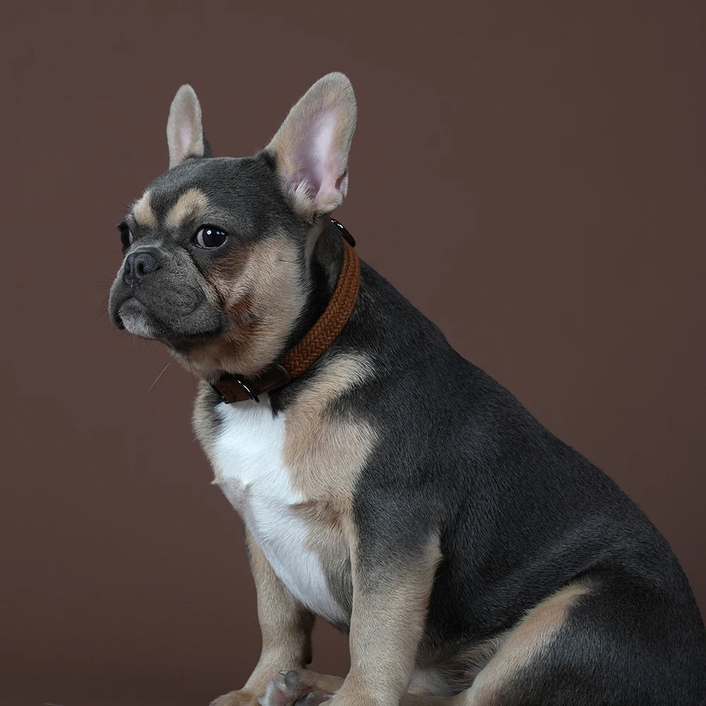 custom engraved nylon dog collar for small, medium, and large dogs