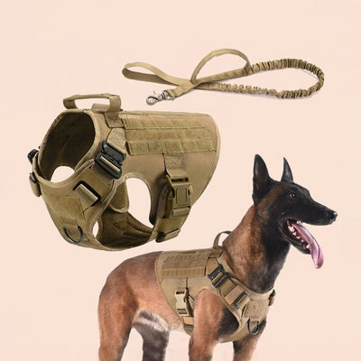 Dog Walking & Travel